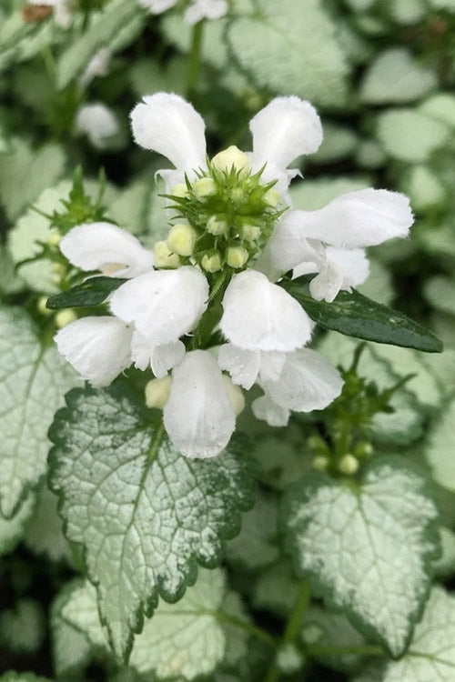  White Nancy Lamium - 5 Pack Of Pint Pots