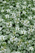  White Nancy Lamium - 5 Pack Of Pint Pots
