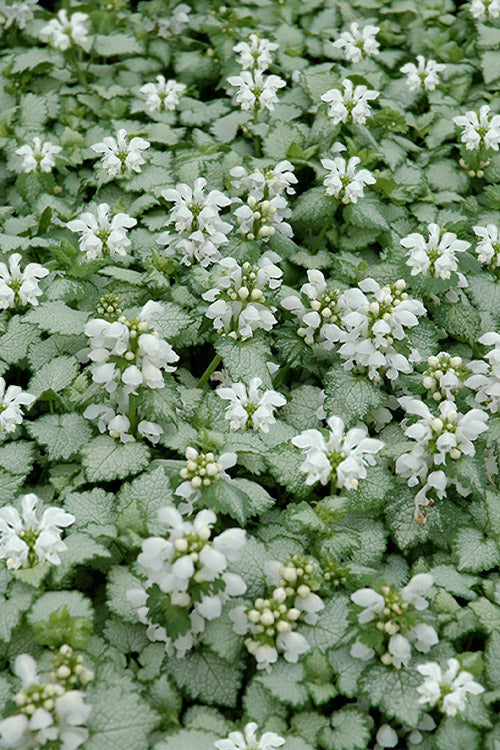  White Nancy Lamium - 5 Pack Of Pint Pots