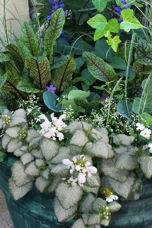  White Nancy Lamium - 5 Pack Of Pint Pots