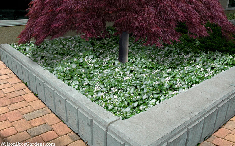  White Nancy Lamium - 5 Pack Of Pint Pots