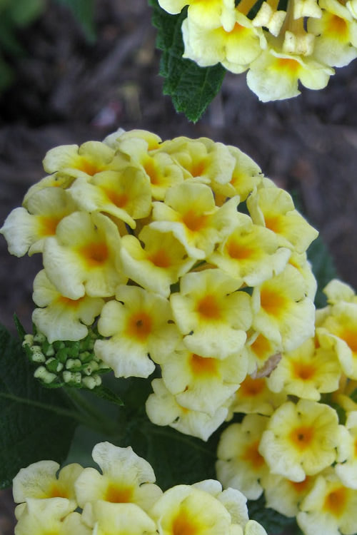  Chapel Hill Yellow Hardy Lantana - 1 Gallon Pot