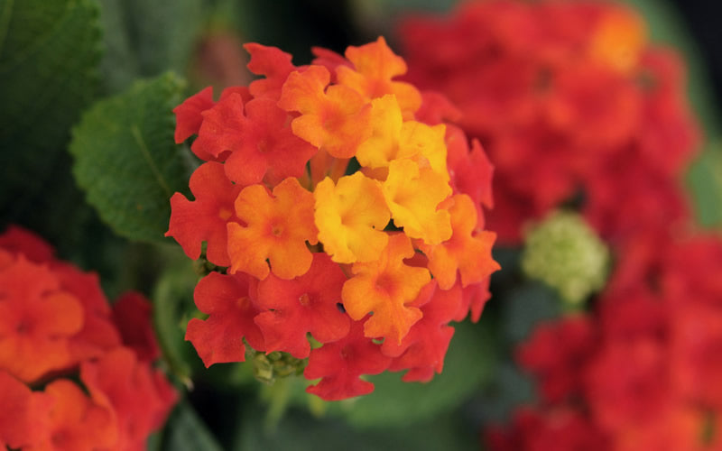  Little Lucky Red Lantana - 5 Pack Of Quart Pots