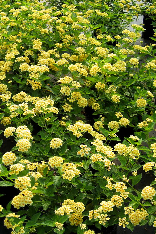  Chapel Hill Yellow Hardy Lantana - 1 Gallon Pot