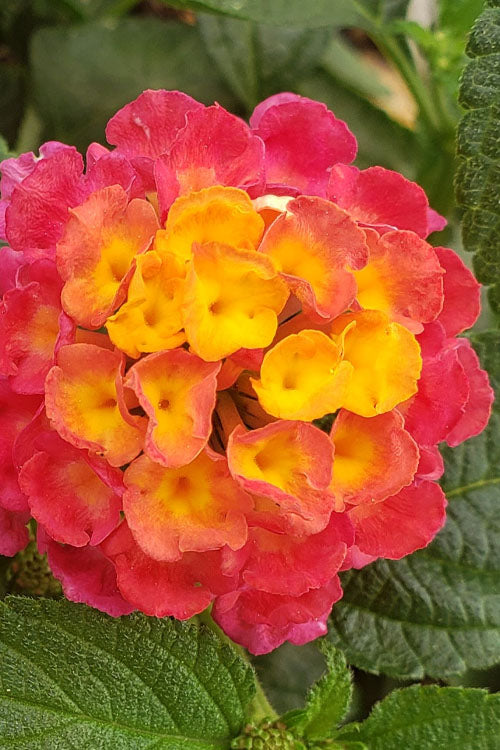  Lucky Sunrise Rose Lantana -5 Pack Of Quart Pots