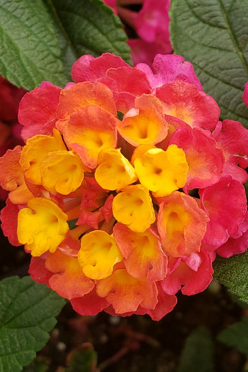  Lucky Sunrise Rose Lantana -5 Pack Of Quart Pots