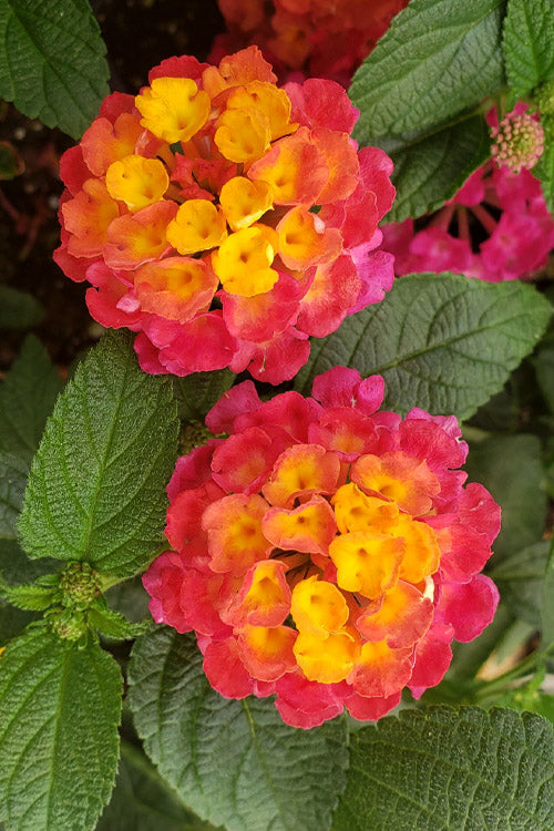  Lucky Sunrise Rose Lantana -5 Pack Of Quart Pots
