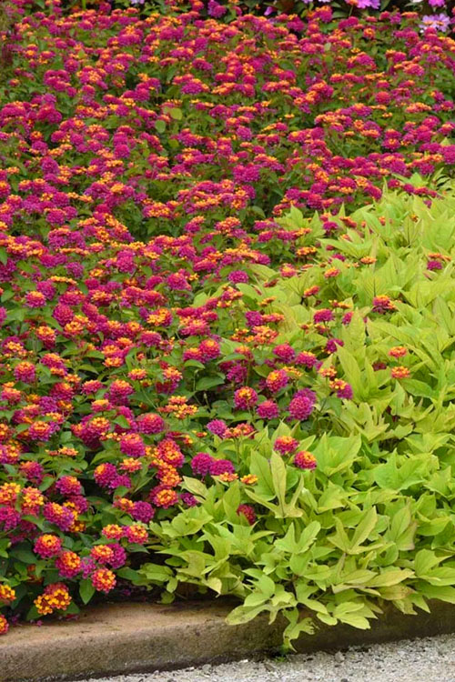  Lucky Sunrise Rose Lantana -5 Pack Of Quart Pots