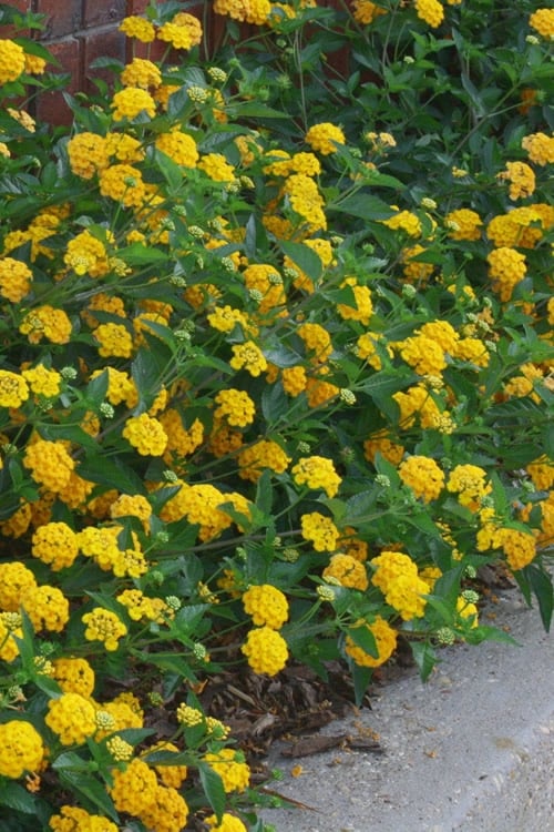  New Gold Hardy Lantana - 6 Pack Of 1 Gallon Pots