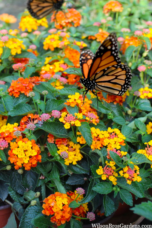  Sonset Hardy Lantana - 1 Gallon Pot