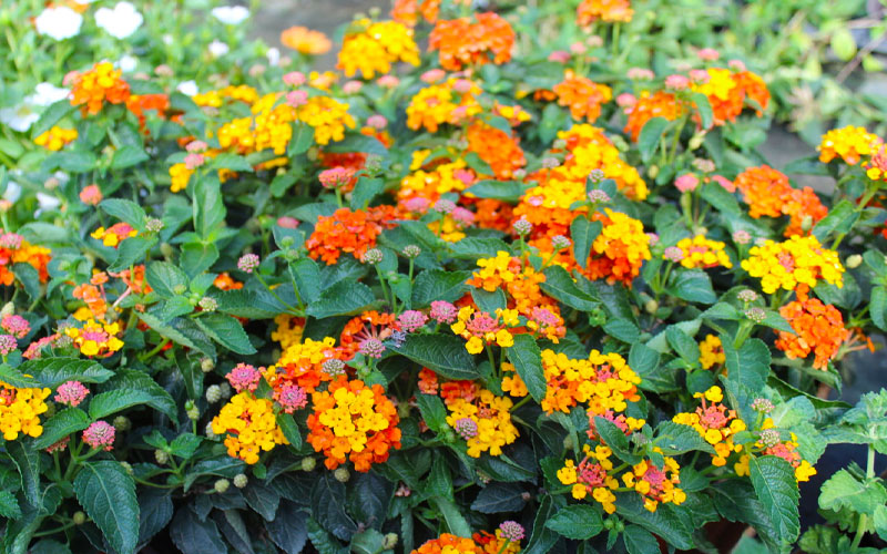  Sonset Hardy Lantana - 1 Gallon Pot