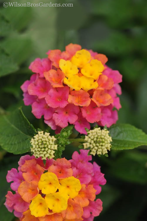  Sonset Hardy Lantana - 1 Gallon Pot