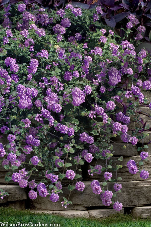  Trailing Lavender Lantana - 5 Pack Of Quart Pots