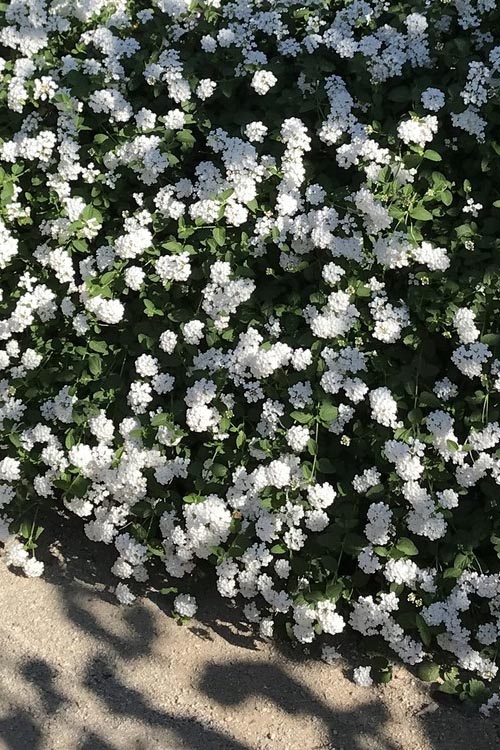  Trailing White Lantana - 5 Pack Of Pint Pots