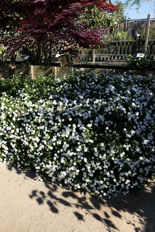  Trailing White Lantana - 1 Gallon Pot