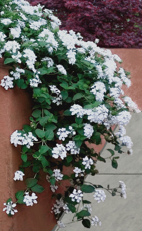  Trailing White Lantana - 1 Gallon Pot