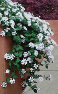  Trailing White Lantana - 1 Gallon Pot