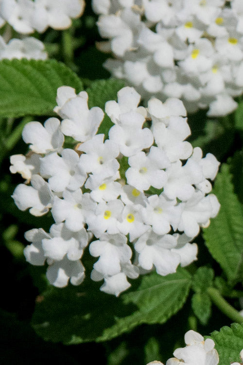 Trailing White Lantana - 5 Pack Of Pint Pots