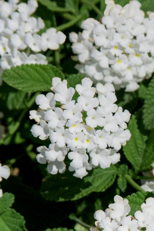  Trailing White Lantana - 5 Pack Of Pint Pots