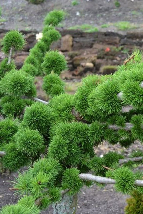  Krejci European Larch (Larix Decidua) - 1 Gallon Pot
