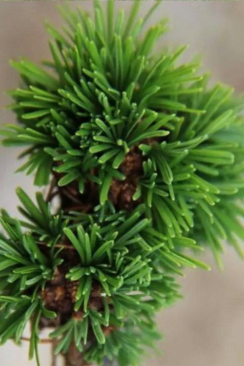  Krejci European Larch (Larix Decidua) - 1 Gallon Pot