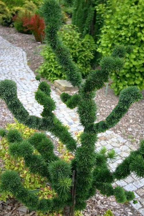  Krejci European Larch (Larix Decidua) - 1 Gallon Pot