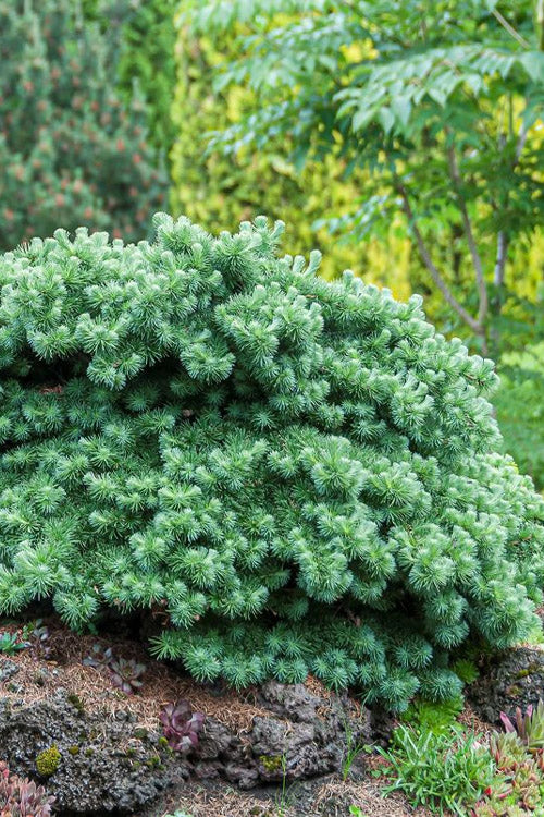  Blue Dwarf Japanese Larch -5 Gallon Pot