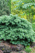 Blue Dwarf Japanese Larch -5 Gallon Pot