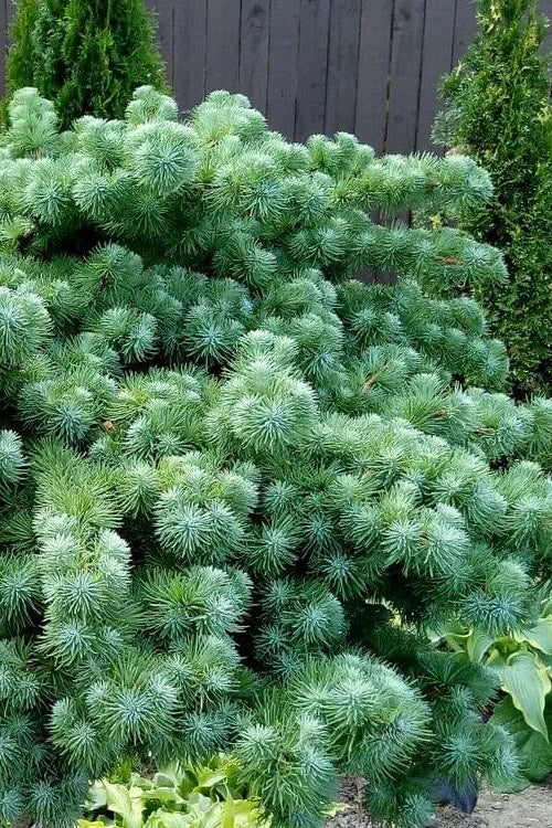  Blue Dwarf Japanese Larch -5 Gallon Pot