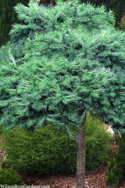  Blue Dwarf Japanese Larch (Single Trunk Tree Form) -5 Gallon Pot