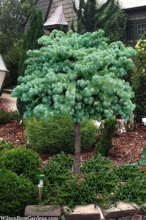  Blue Dwarf Japanese Larch (Single Trunk Tree Form) -5 Gallon Pot