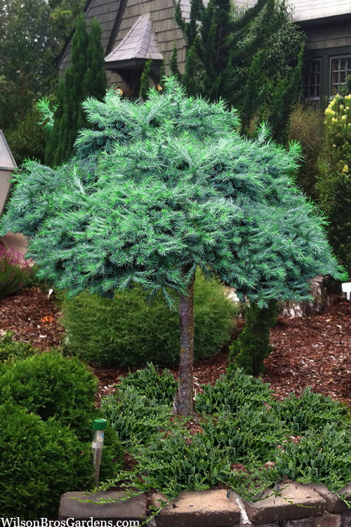  Blue Dwarf Japanese Larch (Single Trunk Tree Form) -5 Gallon Pot