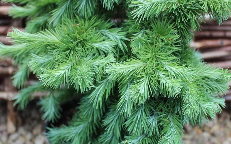  Blue Dwarf Japanese Larch (Single Trunk Tree Form) -5 Gallon Pot