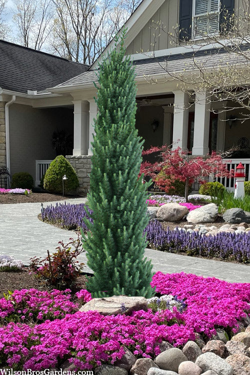  Jacobsen's Pyramid Japanese Larch (Larix Kaempferi) - 1 Gallon Pot