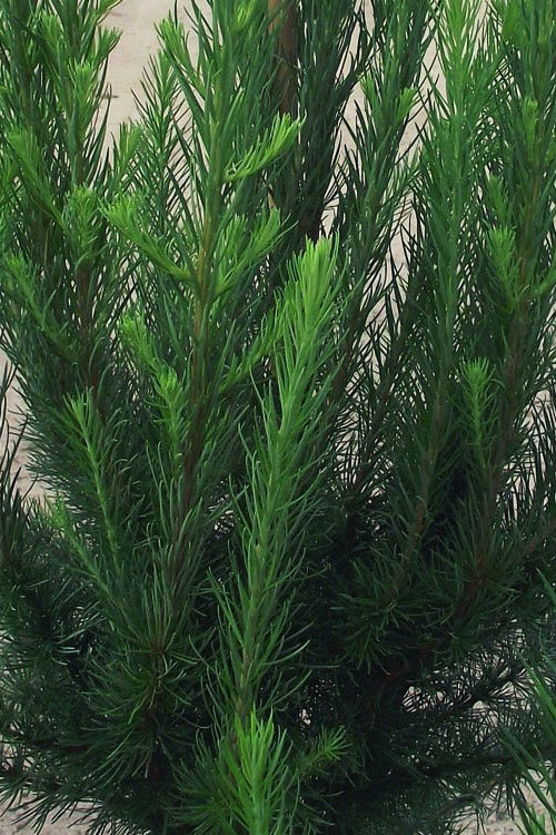  Jacobsen's Pyramid Japanese Larch (Larix Kaempferi) - 3 Gallon Pot