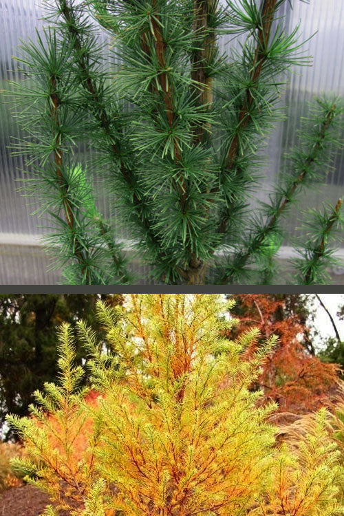  Jacobsen's Pyramid Japanese Larch (Larix Kaempferi) - 3 Gallon Pot
