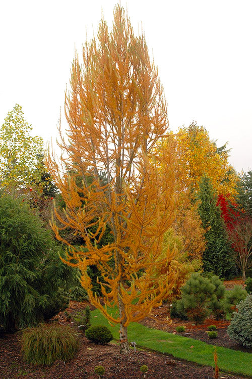  Jacobsen's Pyramid Japanese Larch (Larix Kaempferi) - 3 Gallon Pot