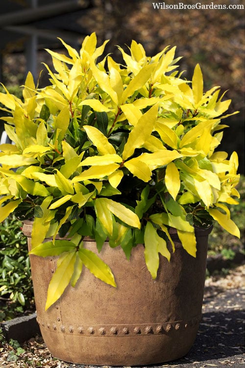  Sicilian Sunshine Sweet Bay Laurel (Laurus Nobilis) - 1 Gallon Pot