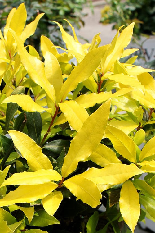  Sicilian Sunshine Sweet Bay Laurel (Laurus Nobilis) - 1 Gallon Pot