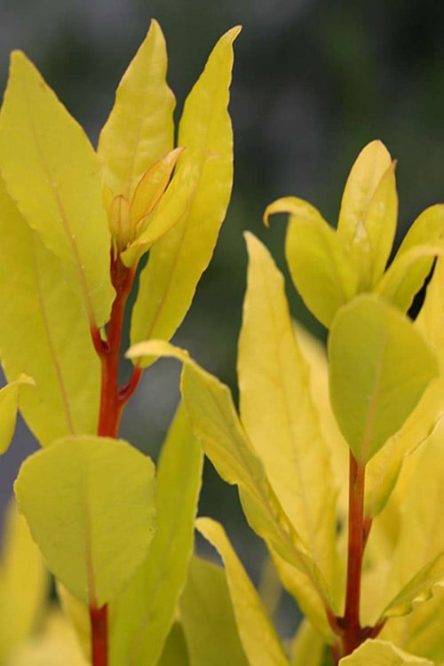  Sicilian Sunshine Sweet Bay Laurel (Laurus Nobilis) - 1 Gallon Pot