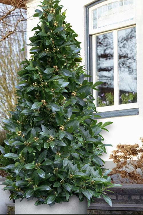  Bay Laurel (Sweet Bay) - Laurus Nobilis - 1 Gallon Pot