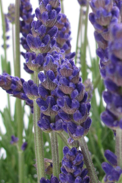  Annet English Lavender - 1 Gallon Pot