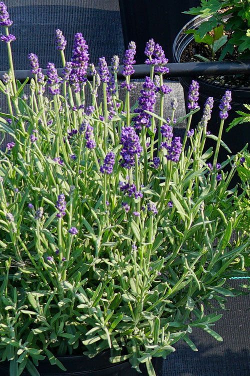  Annet English Lavender - 1 Gallon Pot