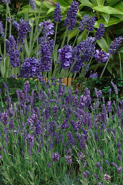  Ellagance Purple English Lavender - 5 Pack Of Quart Pots