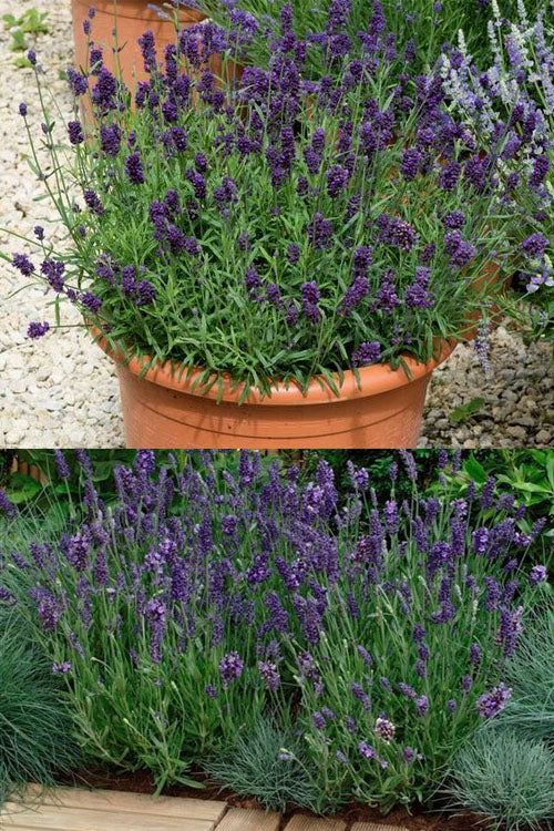  Ellagance Purple English Lavender - 5 Pack Of Quart Pots