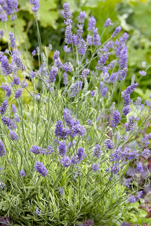  Platinum Blonde English Lavender Plant - 1 Gallon Pot