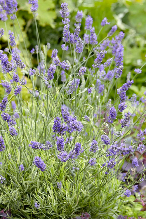  Platinum Blonde English Lavender Plant - 6 Pack Of 1 Gallon Pots
