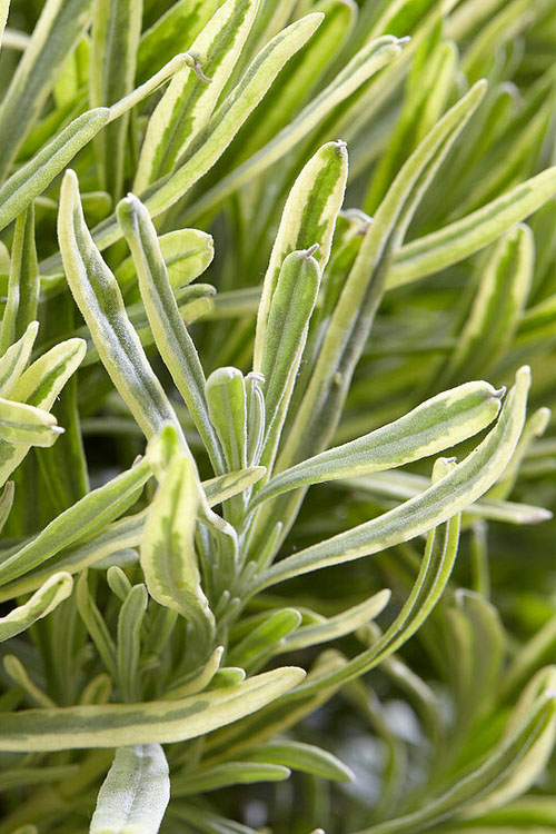  Platinum Blonde English Lavender Plant - 6 Pack Of 1 Gallon Pots