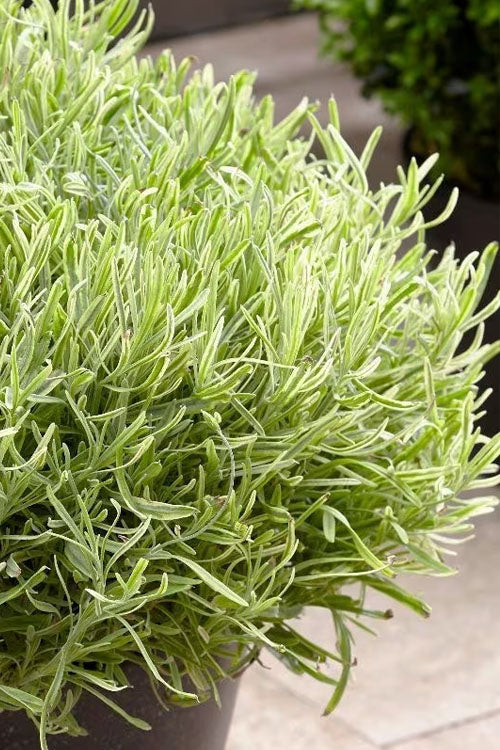  Platinum Blonde English Lavender Plant - 6 Pack Of 1 Gallon Pots
