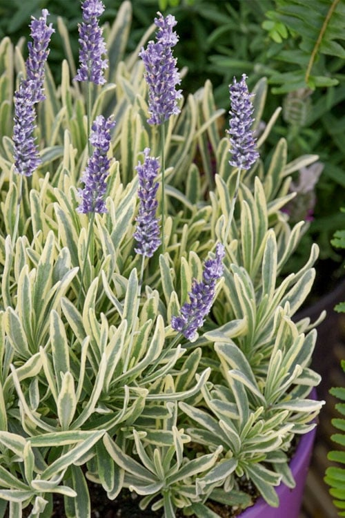  Platinum Blonde English Lavender Plant - 1 Gallon Pot